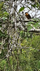 Telophorus olivaceus