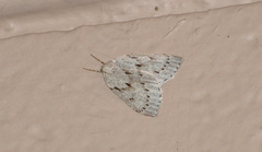 Philedia punctomacularia