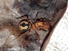 Acromyrmex coronatus