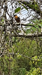 Telophorus olivaceus