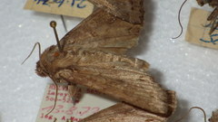 Polia bombycina