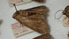 Polia bombycina