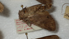 Polia bombycina