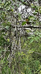 Telophorus olivaceus