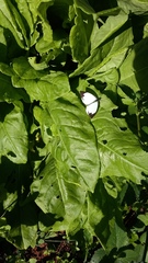 Leptophobia aripa balidia