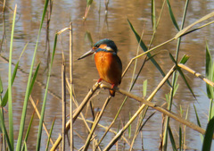 Alcedo atthis bengalensis
