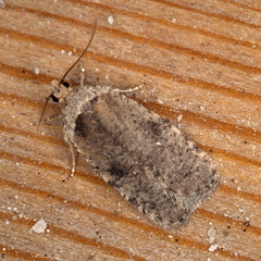 Agonopterix multiplicella