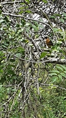 Telophorus olivaceus