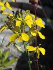 Erysimum maremmanum