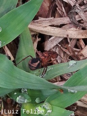 Acromyrmex coronatus