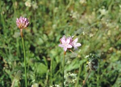 Armeria saviana