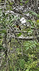 Telophorus olivaceus