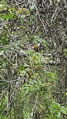 Telophorus olivaceus