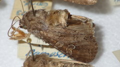 Polia bombycina