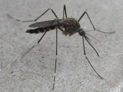 Aedes koreicus