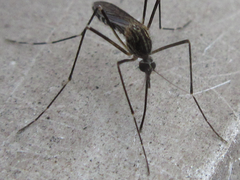 Aedes koreicus