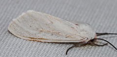 Pygarctia