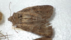 Polia bombycina