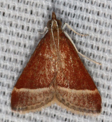 Pyrausta lethalis