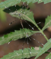 Bittacomorpha clavipes