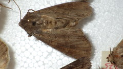 Polia bombycina