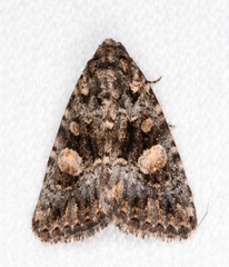 Condica macrosema