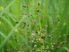 Dichanthelium boscii