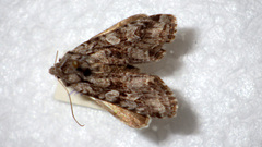 Lasionycta proxima