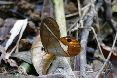 Pierella nereis