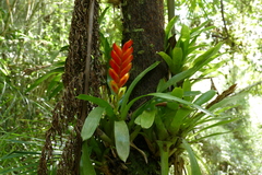 Vriesea