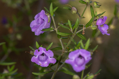 Prostanthera scutellarioides