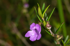 Prostanthera scutellarioides