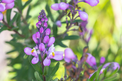 Comesperma ericinum