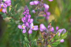 Comesperma ericinum