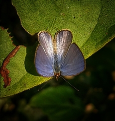 Nacaduba beroe
