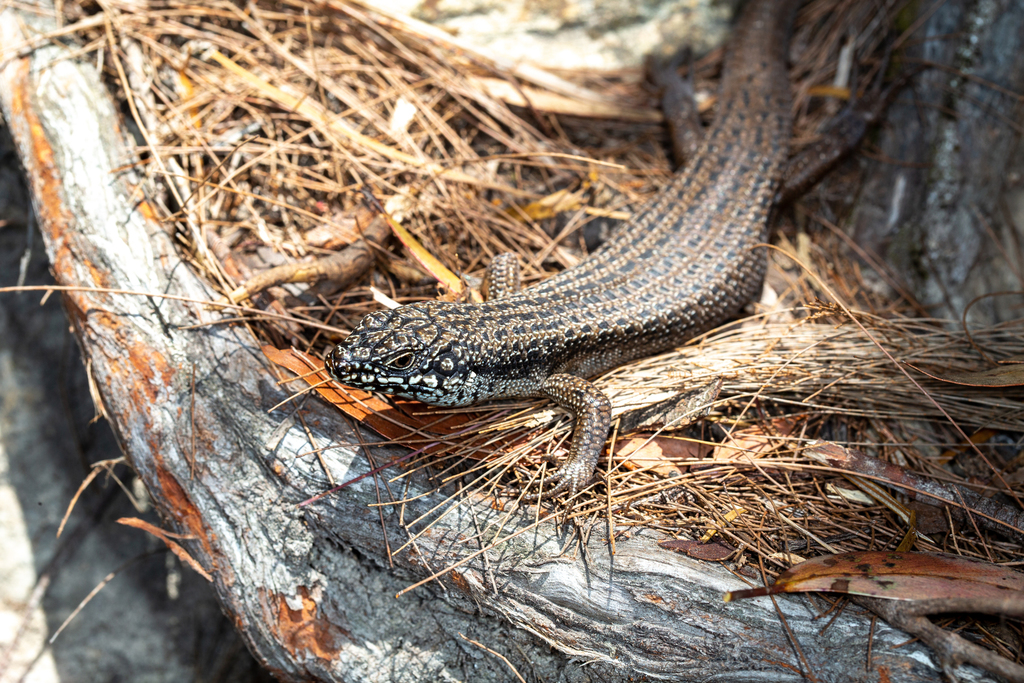 Mcphee's Egernia