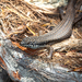 Eastern Crevice Skink - Photo (c) Liana, some rights reserved (CC BY-NC), uploaded by Liana