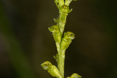 Microtis oblonga