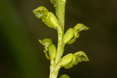 Microtis oblonga
