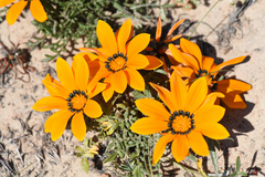 Gazania rigida