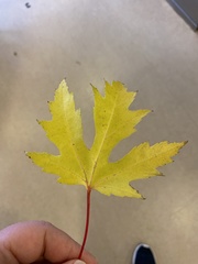 Acer