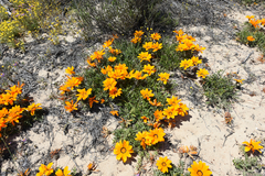 Gazania rigida