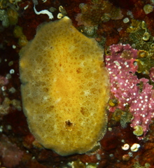 Jorunna tomentosa