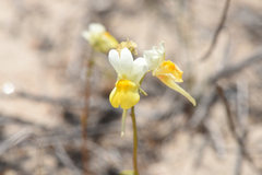 Nemesia ligulata