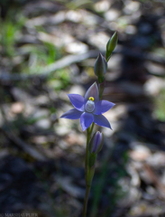 Thelymitra nuda