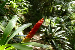 Vriesea heterostachys