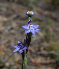 Thelymitra nuda