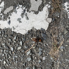 Vespa analis insularis