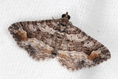 Chrysolarentia plesia