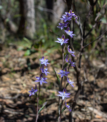 Thelymitra nuda